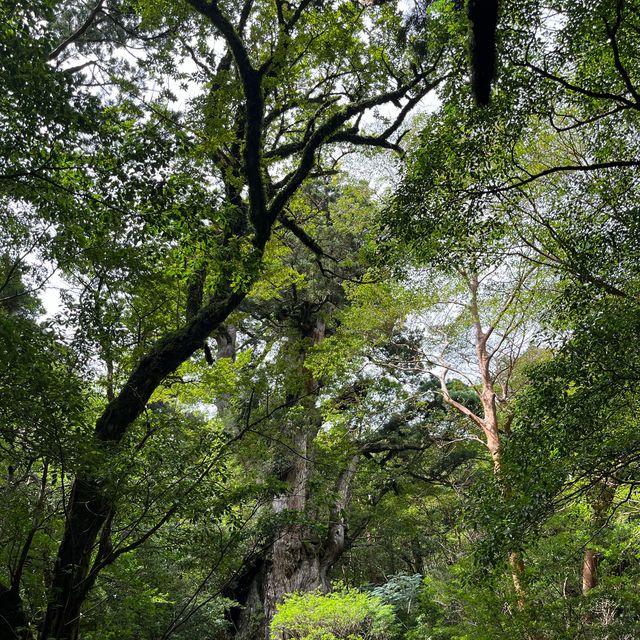 【鹿児島・屋久島】世界遺産の縄文杉に✨