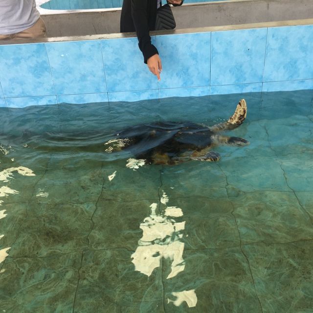 Sea Turtle Conservation Songkhla