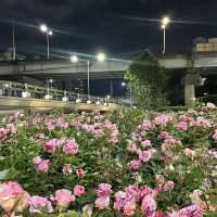 백만송이의 장미를 볼 수 있는 곳 “서울장미길”🥀