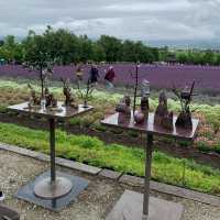 The Captivating Farm Tomita in Hokkaido