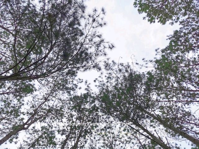 🌧️ ฝนนี้ที่เขาค้อ 🌧️ Ep.4 สะวันนาไทยแลนด์