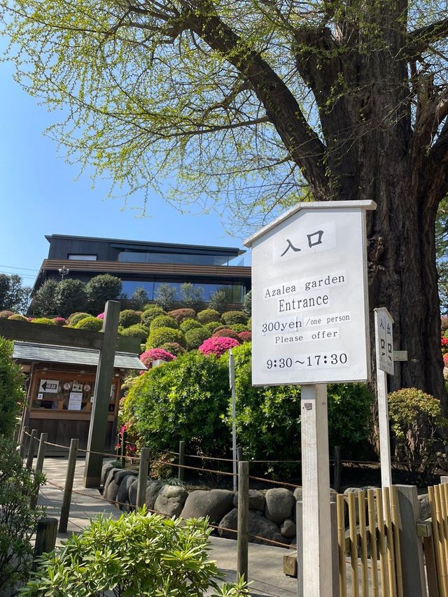 【東京/根津神社】文京つつじまつり