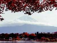 Autumn foliage at Fuji Kawaguchiko