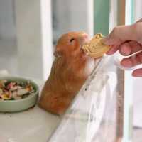 🇲🇾Penang｜Hamster cafe🐹