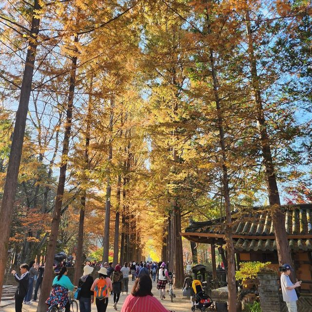 Nami Island:Fall Vibes in Winter Sonata Land