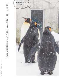 【北海道】冬の動物園を名言と共に楽しもう🐻‍❄️🐧🦭🦝🐺💕