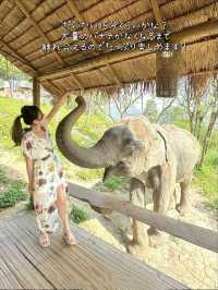 【タイ】象さんがお部屋までモーニングコールに来てくれるお宿🐘💘