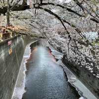 〈東京・中目黒〉桜の名所