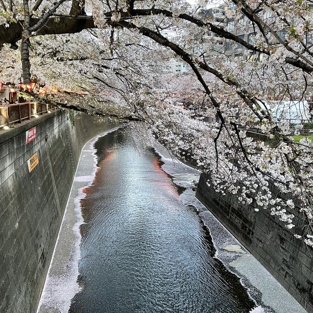 〈東京・中目黒〉桜の名所 〈東京・中目黒〉桜の名所