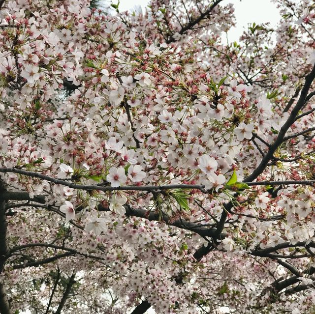 Cherry Blossom Splendor in Qingdao