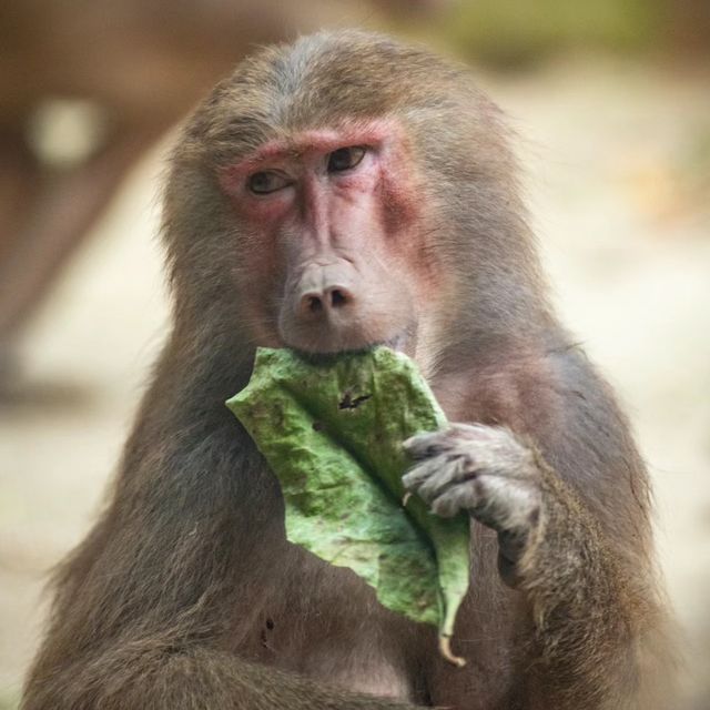 【東京】上野動物園：可愛動物