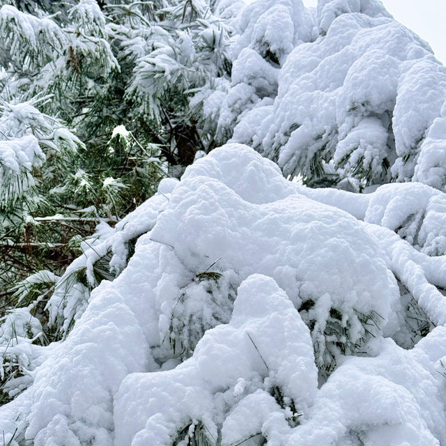 눈꽃이란 이런것 - 관악산 등산