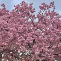 เที่ยวชม Sakura at Matsuda , Japan