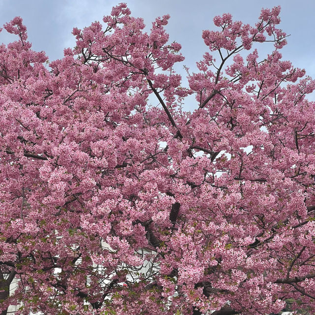 เที่ยวชม Sakura at Matsuda , Japan
