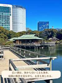【東京|新橋】春を楽しむ菜の花畑🌼