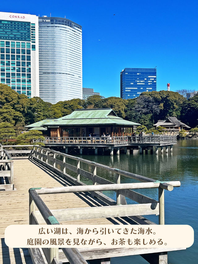 【東京|新橋】春を楽しむ菜の花畑🌼