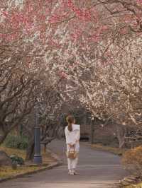 梅の花が魅力　熱海梅園まつり🌸　