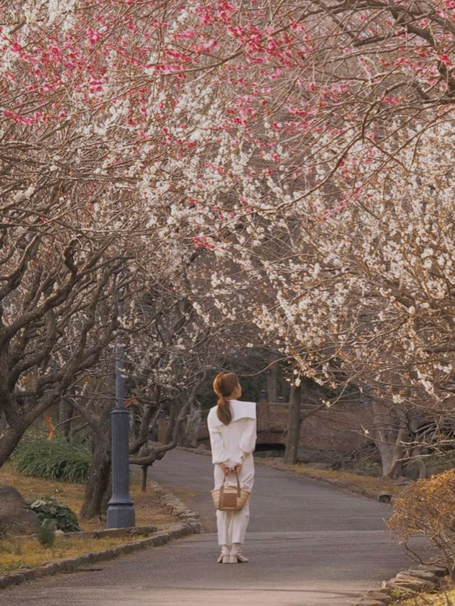 梅の花が魅力　熱海梅園まつり🌸　