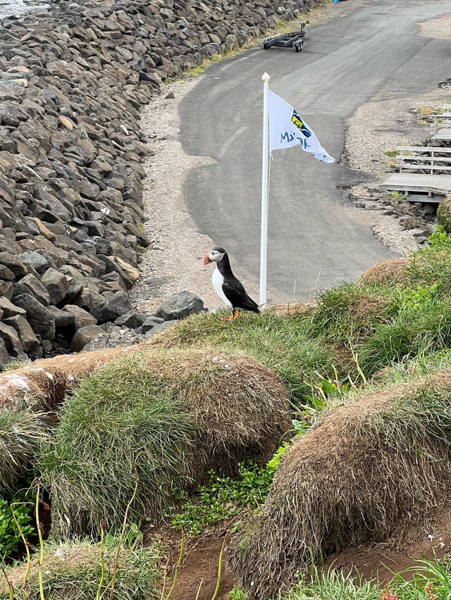 🇮🇸冰島東部 Borgarfjörður Eystri 🪹Puffins嘅集中地