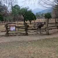 Nami Island Trip with Family of 15