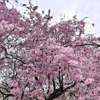 【別府】鶴見岳にある別府ロープウェイからの桜