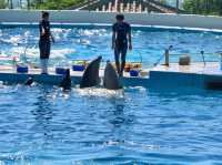 沖繩｜美麗海水族館