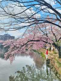 아름다운 벚꽃커튼을 원없이 볼수있는곳🌸