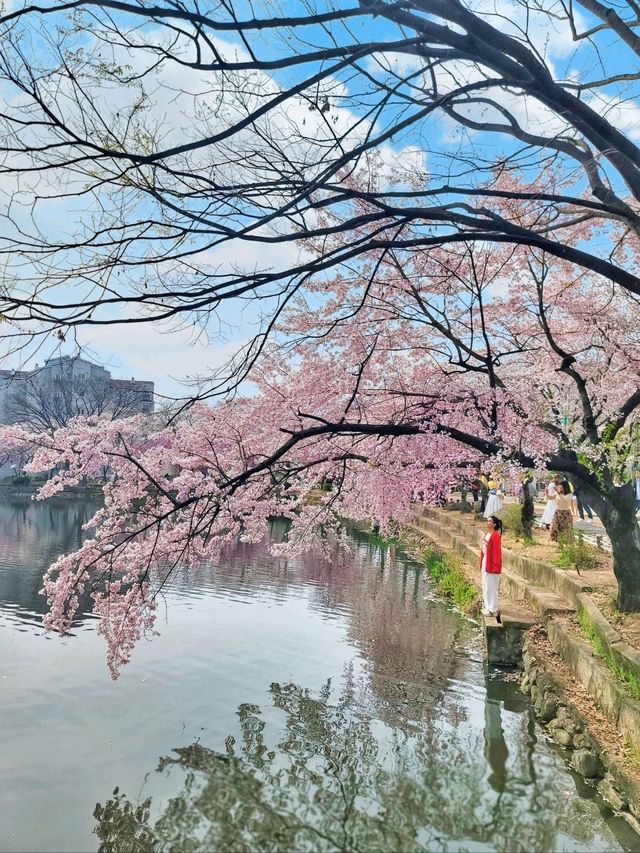 아름다운 벚꽃커튼을 원없이 볼수있는곳🌸
