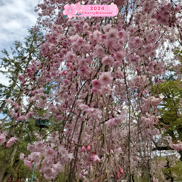 Pink 🌸 blossoms 🤩to capture in Kyoto🇯🇵⭐️