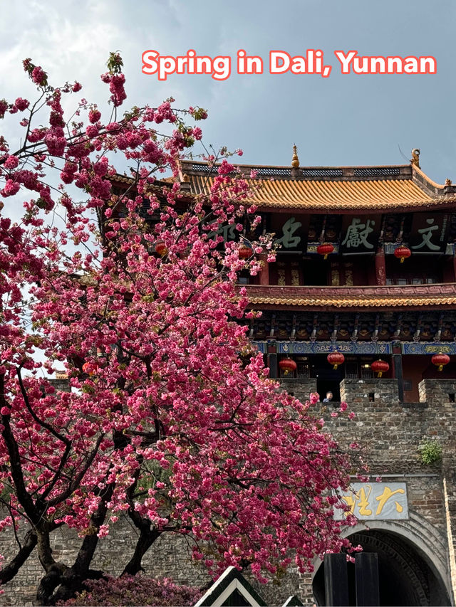 Cherry Blossoms in Dali, Yunnan 🌸