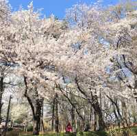 【首爾】兒童大公園：春天賞櫻，不容錯過！