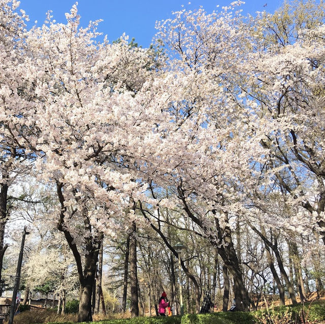 【首爾】兒童大公園：春天賞櫻，不容錯過！