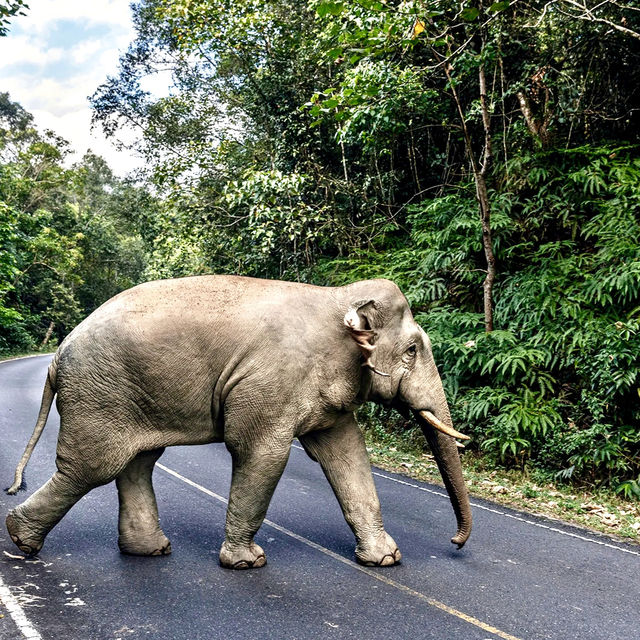 💚 Khao Yai National Park: Wildlife, Waterfalls, and Outdoor Adventures 🦌🌳