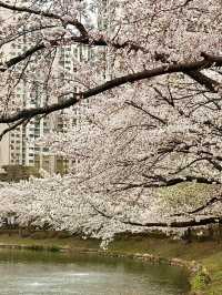 【韓国・蚕室】ソウルの桜の名所・石村湖で見る桜