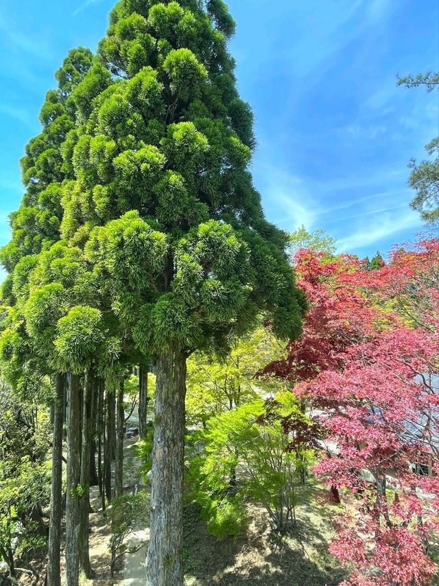 【神戸/海外のようなカフェ】360度の大自然に癒される、お洒落カフェが山の中にあった！！