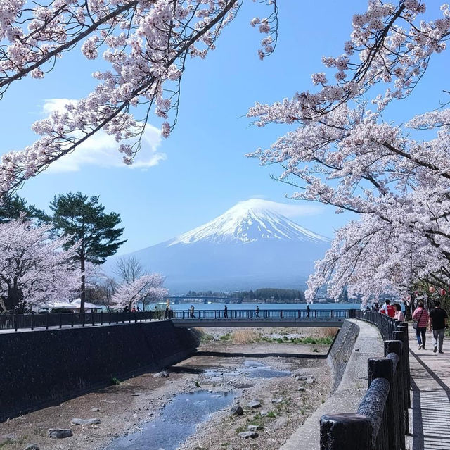 Fuji shiba Sakura festival 