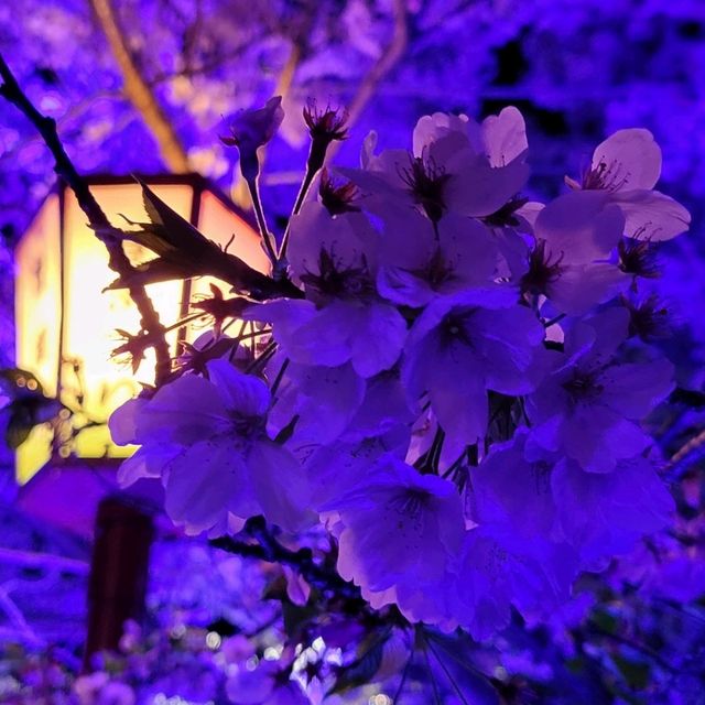 愛知県豊橋市の夜桜