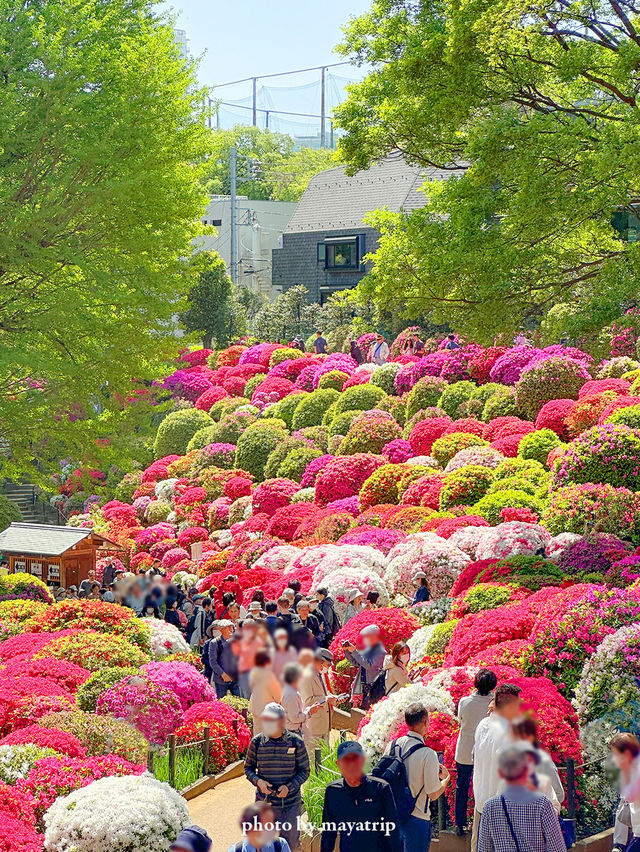 【東京】鮮やかでまぶしいつつじまつり