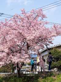 【雑誌風】東京周辺の桜撮影スポット７選！FOCUS Vol.002