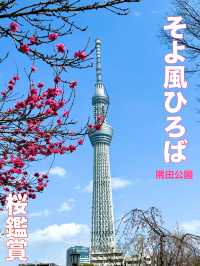 東京　東京観光　墨田区そよ風公園と東京スカイツリーのコラボは最高だぞ！