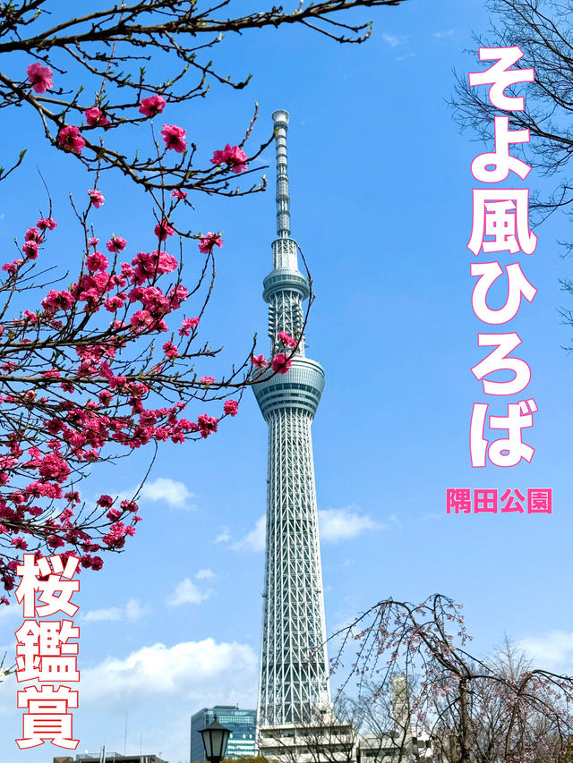 東京　東京観光　墨田区そよ風公園と東京スカイツリーのコラボは最高だぞ！