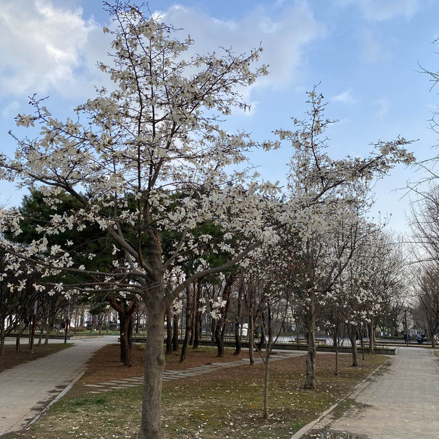 ไปเดินชมป่าใจกลางเมืองโซล ที่ Seoul Forest 🍃