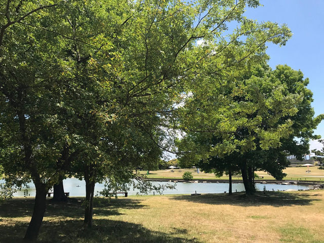 賞花好去處😚海之中道海濱公園