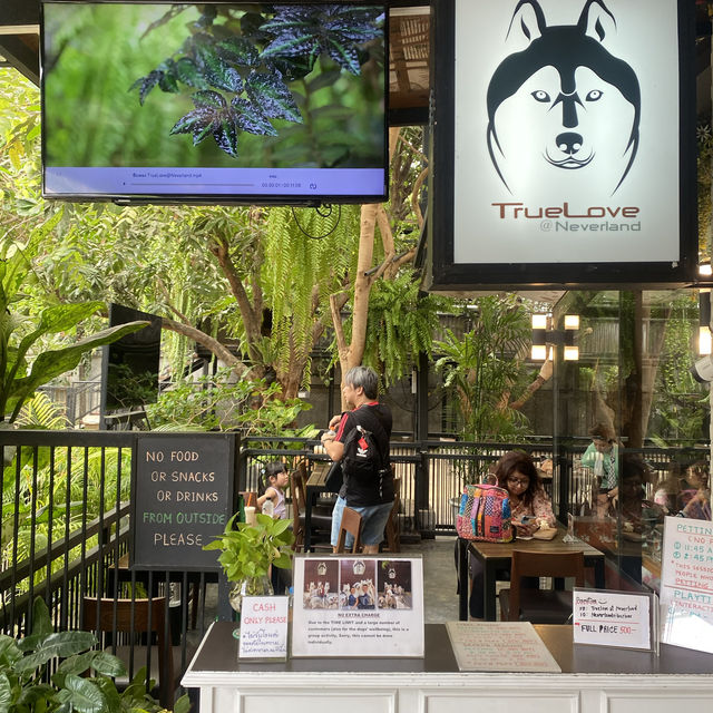 【ハスキーカフェ🐕】