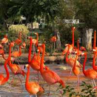 九州自然動物公園：近距離觀賞野生動物，感受原始自然王國