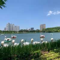 🌿 대구 수성못: 도시 속의 청정 오아시스 🌸