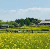 國營陸奧森林湖畔公園賞花