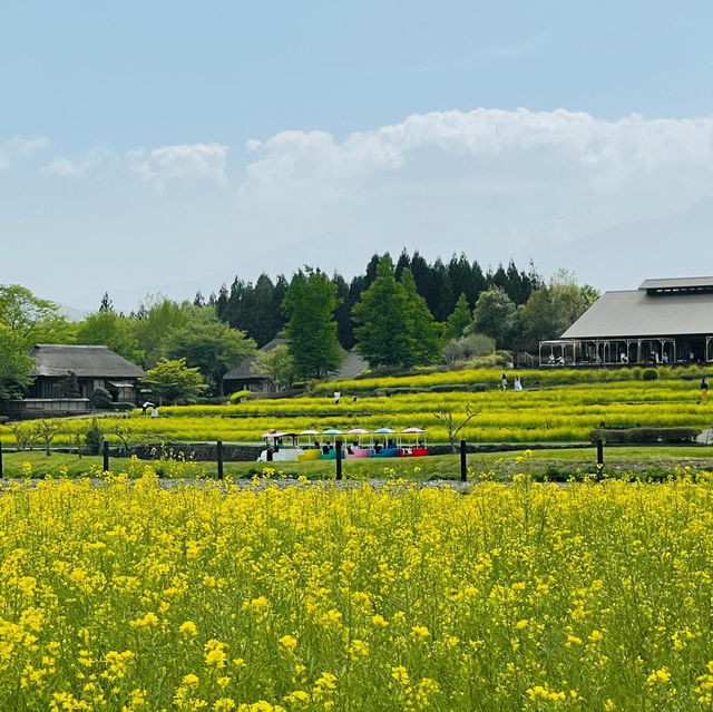 國營陸奧森林湖畔公園賞花