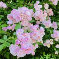 【長野県/高遠　約270種類のバラが咲く丘の上のローズガーデン🌹】