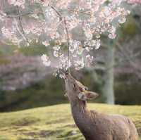  奈良公園 - 櫻花與鹿